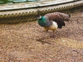 Peahen is walking through the park
