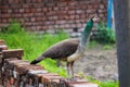 A Peahen on a wall Royalty Free Stock Photo