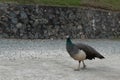 peahen, which is a female peafowl walking in a sandy pathway in a backyard Royalty Free Stock Photo
