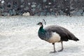 peahen, which is a female peafowl walking in a sandy pathway in a backyard Royalty Free Stock Photo