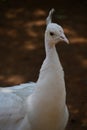 A Peahen in a Zoo Royalty Free Stock Photo