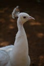 A Peahen in a Zoo Royalty Free Stock Photo