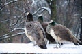 3 Peahens in the snow