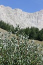 Peak of Bure in Alps, France Royalty Free Stock Photo