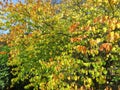 Peak Color Brown and Yellow Leaves in October