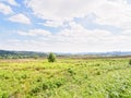 A small lone tree standing in a meadow in the Peak District Royalty Free Stock Photo