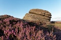 Peak District moors with heather in bloom Royalty Free Stock Photo