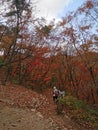 PEAK FOLIAGE IN AUTUMN