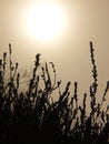 Peak of rock covered by bunch of broken dry herbs, fogy sky