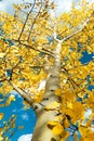 Peak-season aspen leaves against blue sky Royalty Free Stock Photo