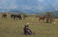 Peak of Subasio mountain in Umbria with grazing horses Royalty Free Stock Photo
