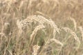 peaked soft stars, crowning the golden top of the eared bushgrass. Closeup