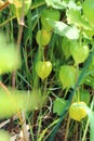 Peaking through the foliage at green Chinese Lantern Plants