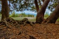 Peaking from under the Cedar Trees looking toward Lake Huron on Mackinac Island Royalty Free Stock Photo