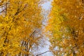 Peaks of autumn golden trees in a forest against a blue sky, view from below Royalty Free Stock Photo