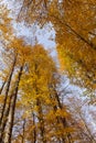 Peaks of autumn golden trees in a forest against a blue sky, view from below Royalty Free Stock Photo