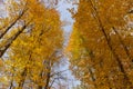 Peaks of autumn golden trees in a forest against a blue sky, view from below Royalty Free Stock Photo