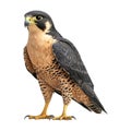 Peale\'s falcon Bird on Transparent Background - Ai Generated Royalty Free Stock Photo