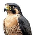 Peale\'s falcon Bird on Transparent Background - Ai Generated Royalty Free Stock Photo