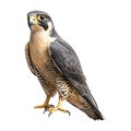 Peale\'s falcon Bird on Transparent Background - Ai Generated Royalty Free Stock Photo