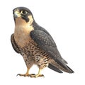 Peale\'s falcon Bird on Transparent Background - Ai Generated Royalty Free Stock Photo