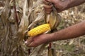 Pealing corn maize ear Royalty Free Stock Photo