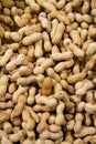 Peanut Royalty Free Stock Photo
