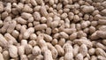 Peanut Royalty Free Stock Photo