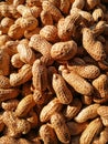 Closeup to Peanuts in sunshine Royalty Free Stock Photo