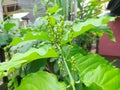 Peanut Butter Fruit & x28;botanical name Bunchosia glandulifera& x29; grow in the yard