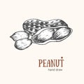 Peanut Card Hand Draw Sketch. Vector