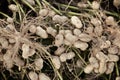 Peanut Crop Royalty Free Stock Photo