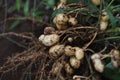 Peanut cultivation