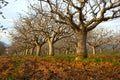 Peanut cultivation in Greece Royalty Free Stock Photo