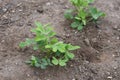 Peanut cultivation Royalty Free Stock Photo