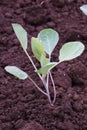 Peanut cultivation