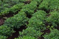 Peanut cultivation