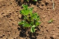 Peanut cultivation