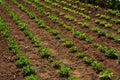 Peanut cultivation