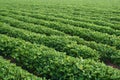 Peanut farm Royalty Free Stock Photo