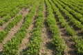 Peanut farm Royalty Free Stock Photo