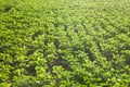 Peanut field with beautiful orange sun light Royalty Free Stock Photo