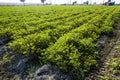 farmer harvesting peanut on agriculture plantation