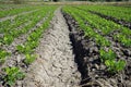 peanut field cultivation, crop rotation