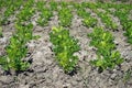 peanut field cultivation, crop rotation