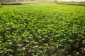 Peanut field with orange sun light Royalty Free Stock Photo