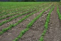 Peanut field. Peanut seedlings. Plantation with symmetric view Royalty Free Stock Photo