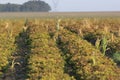 Peanut field in South Africa Royalty Free Stock Photo