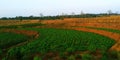 Peanut fields and corn rice fields, terraced rice fields structure Royalty Free Stock Photo