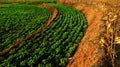 Peanut fields are located below corn fields Royalty Free Stock Photo